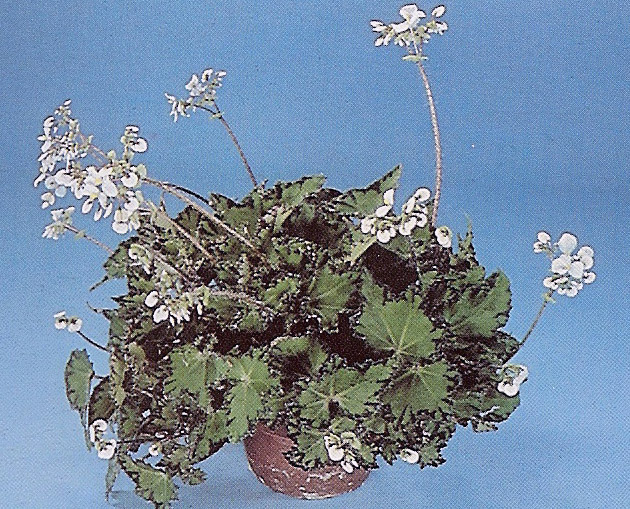 B. ‘Bowtique’